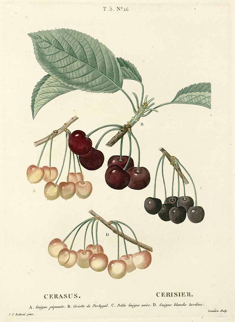 no HD illustration available (3)