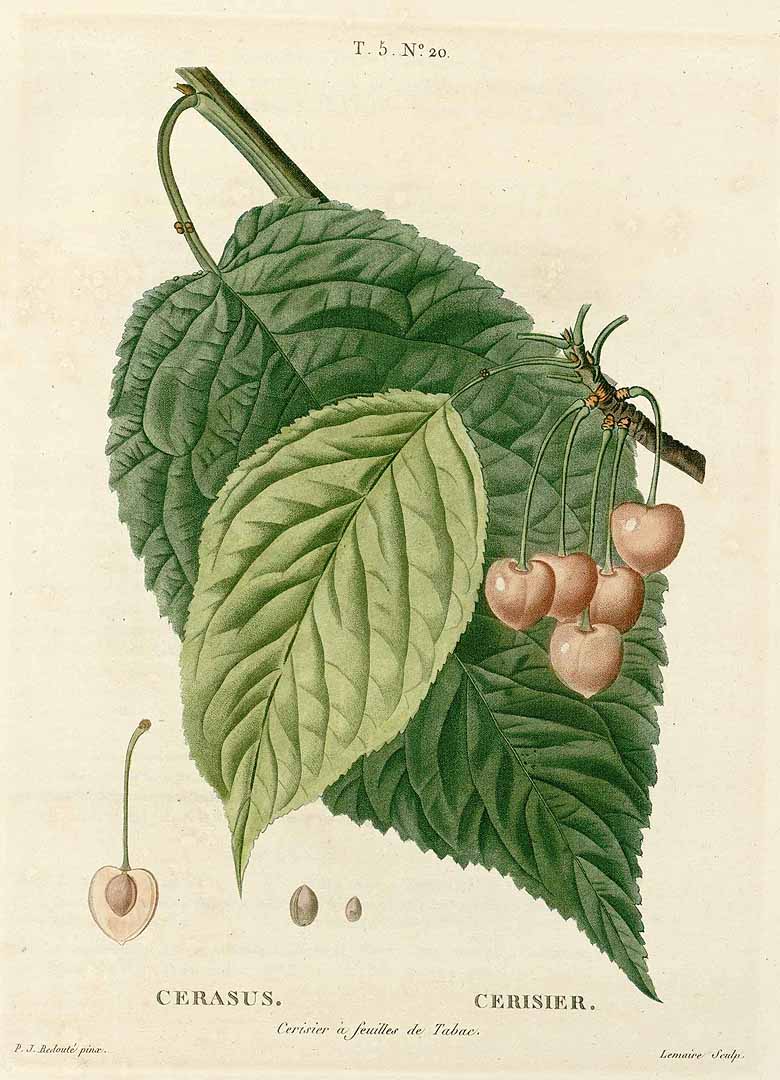 no HD illustration available (3)