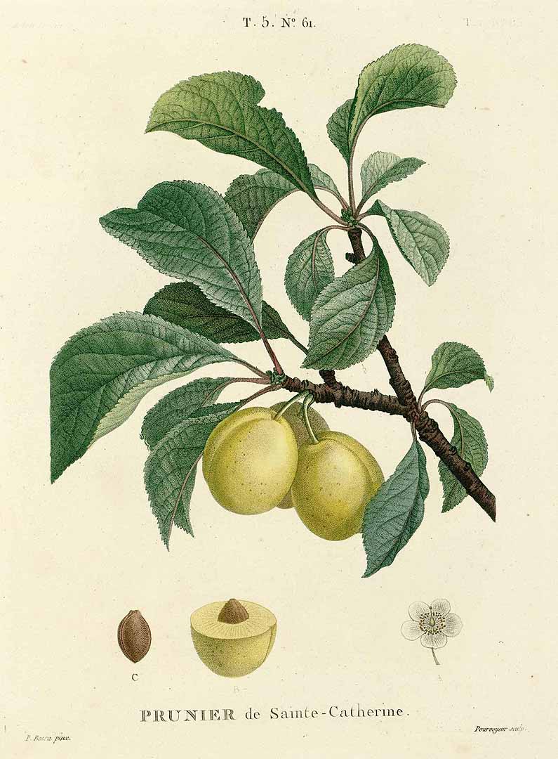 no HD illustration available (3)