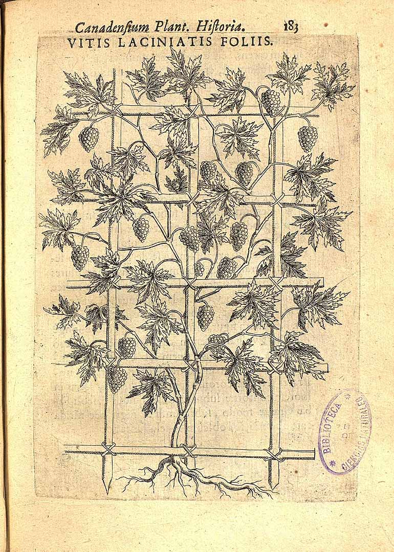 no HD illustration available (3)