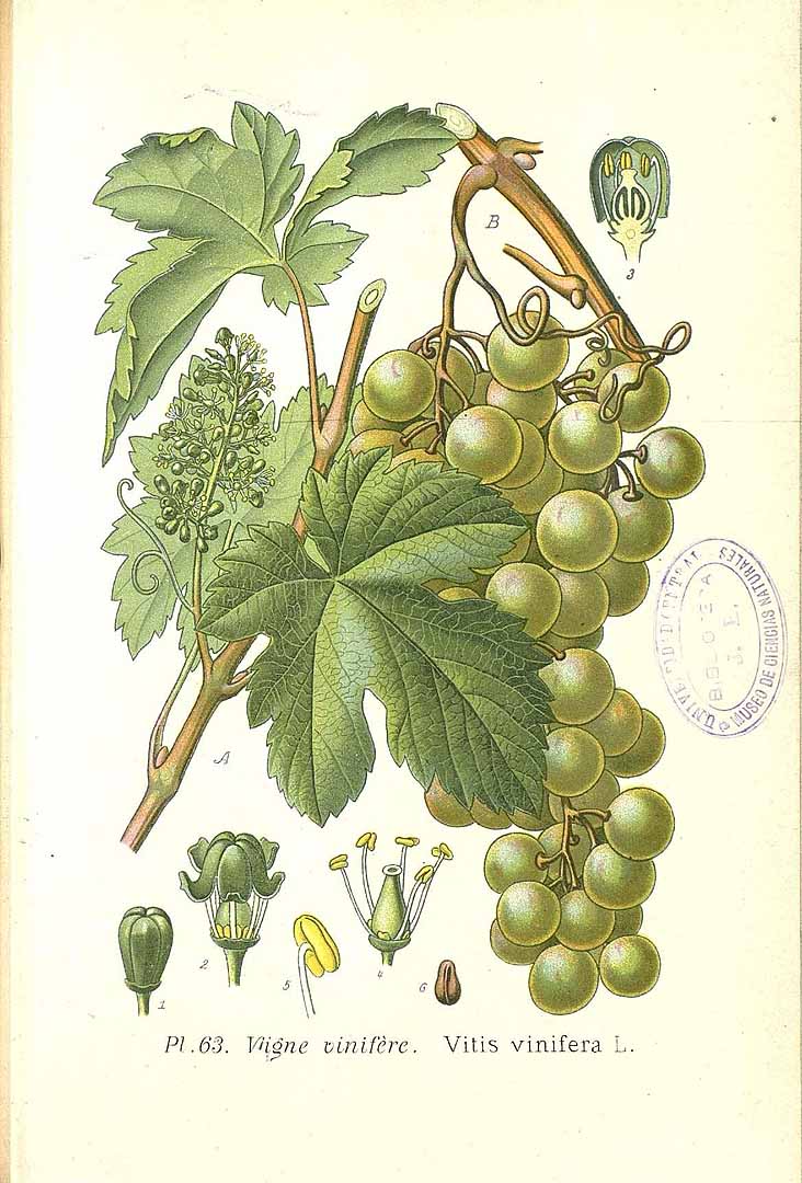 no HD illustration available (3)