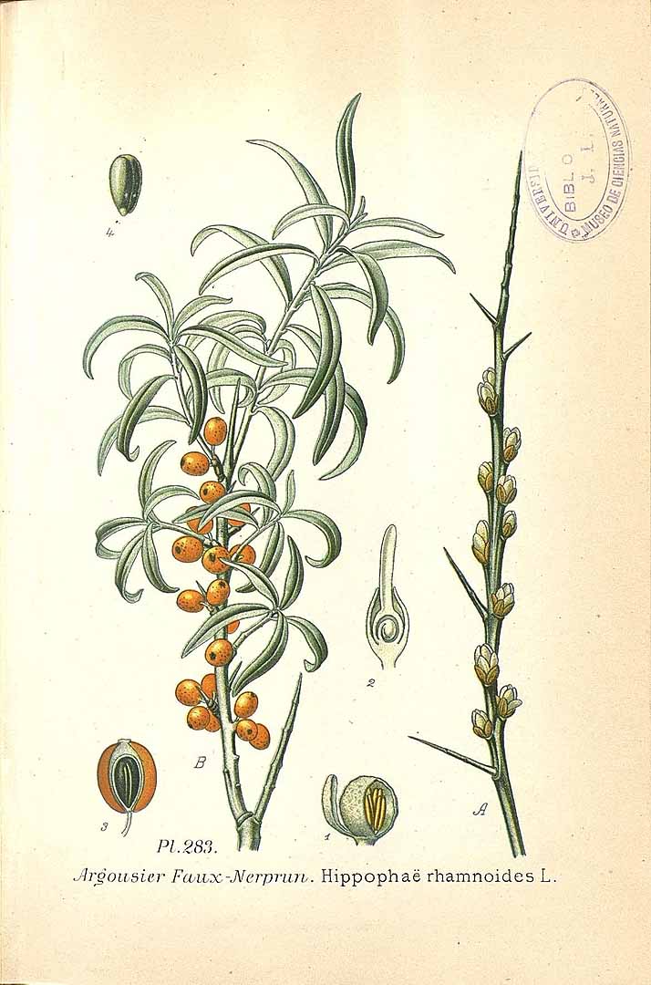 no HD illustration available (3)