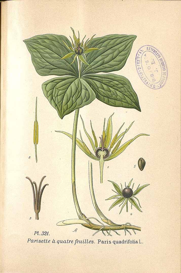 no HD illustration available (3)