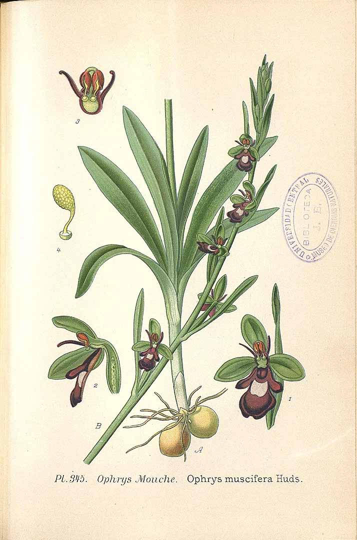 no HD illustration available (3)