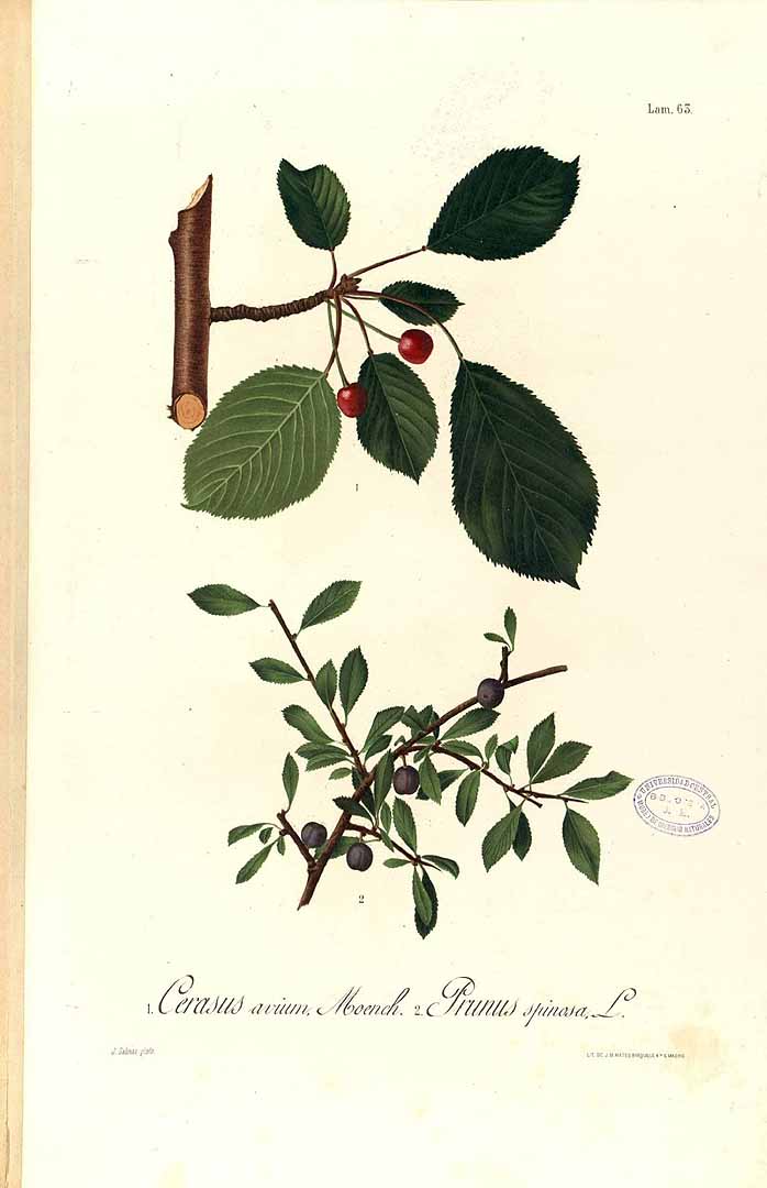 no HD illustration available (3)