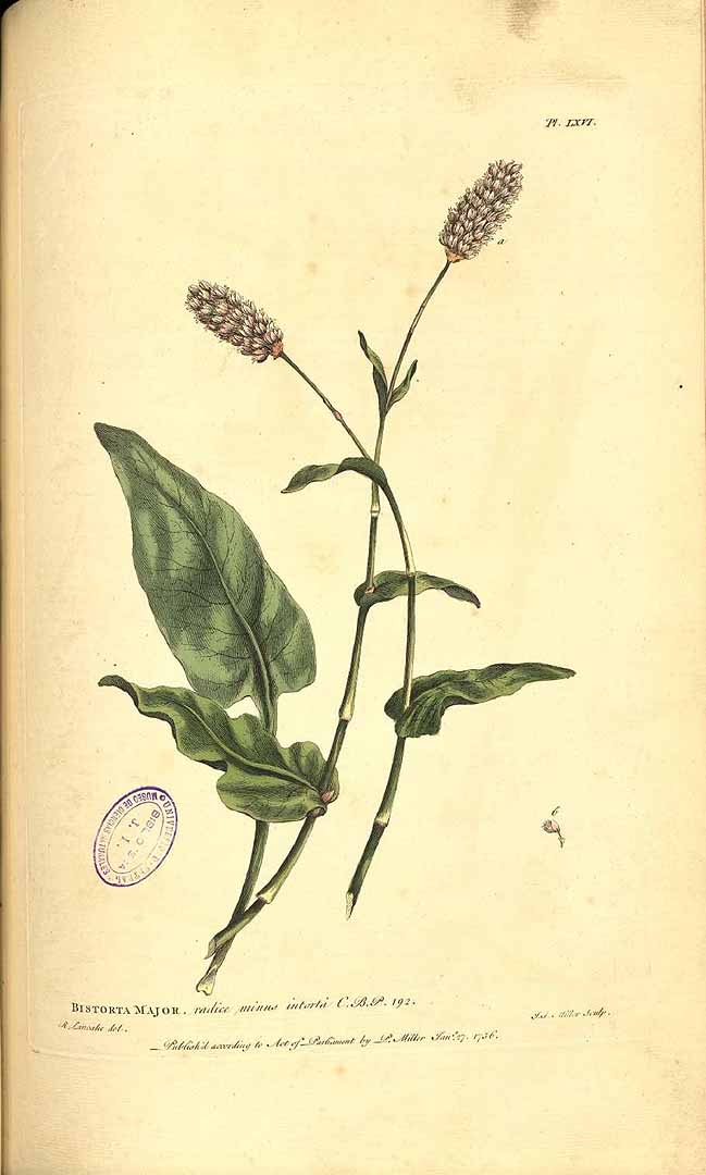 no HD illustration available (3)