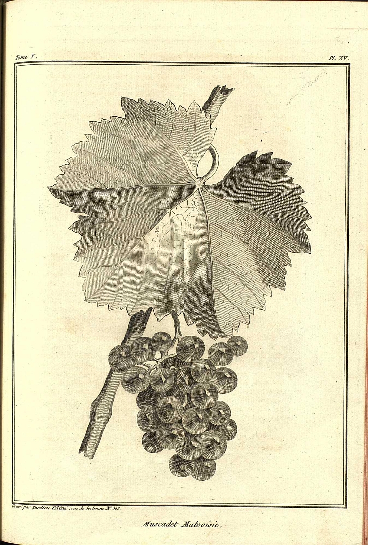 no HD illustration available (3)