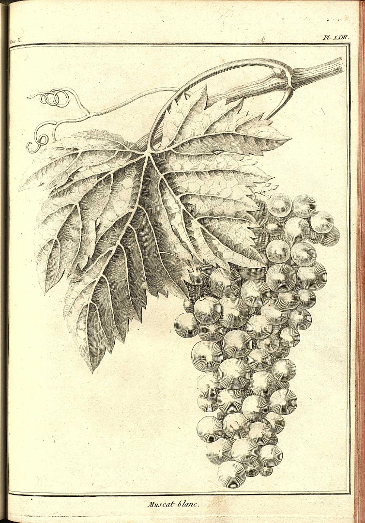 no HD illustration available (3)