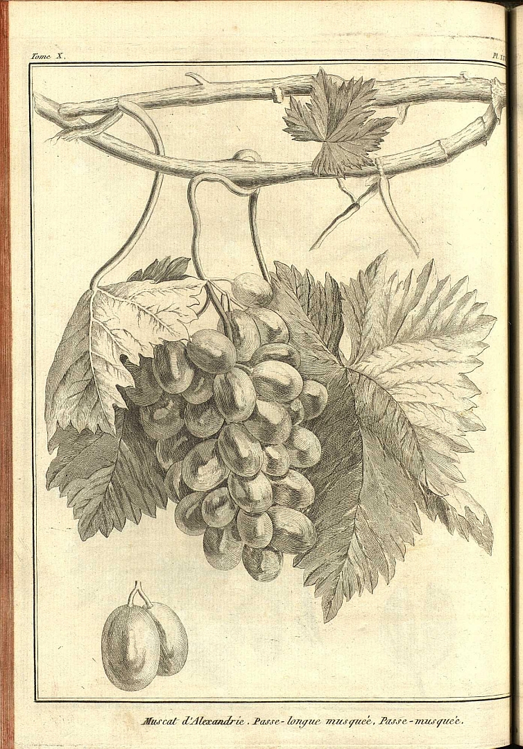 no HD illustration available (3)