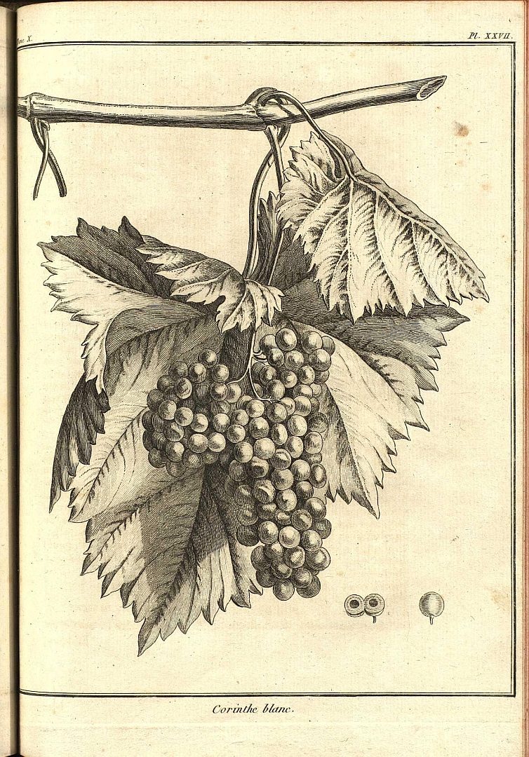 no HD illustration available (3)