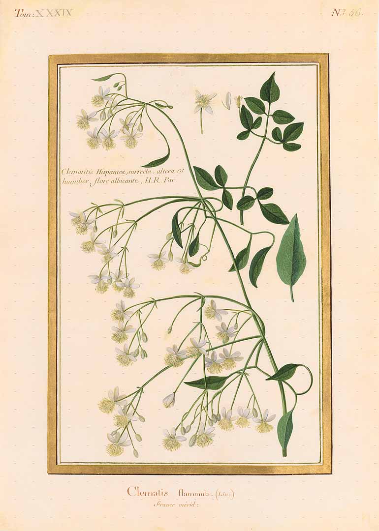 no HD illustration available (3)