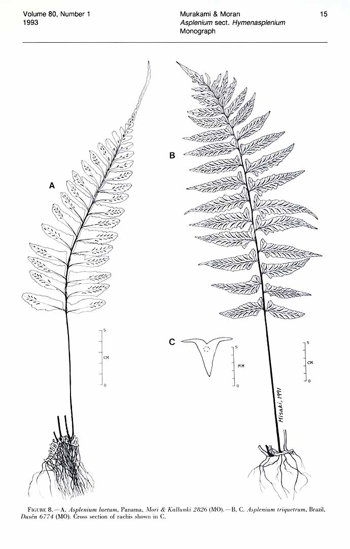 no HD illustration available