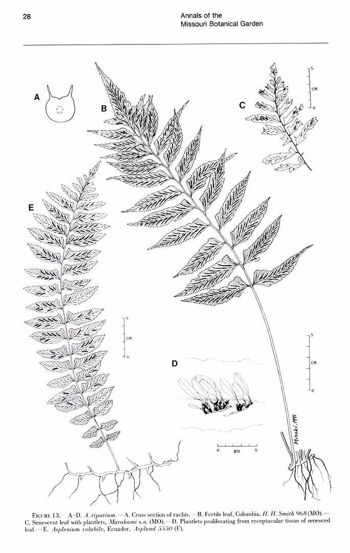 no HD illustration available