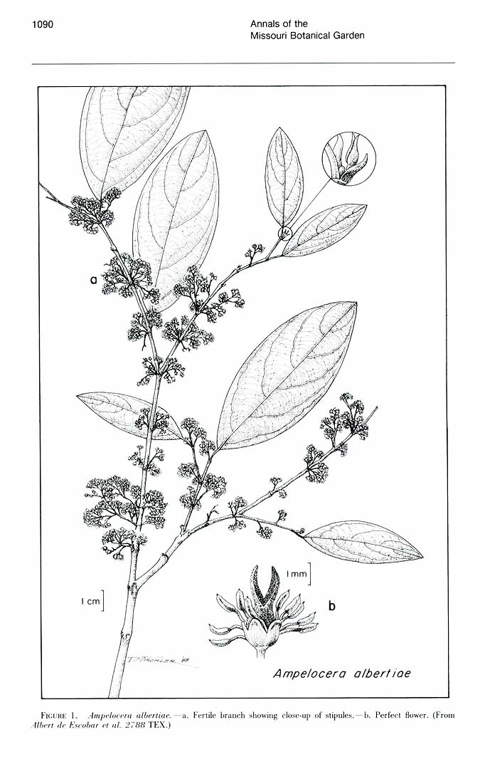 no HD illustration available (3)