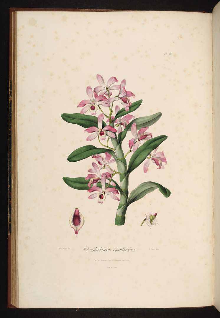 no HD illustration available (3)