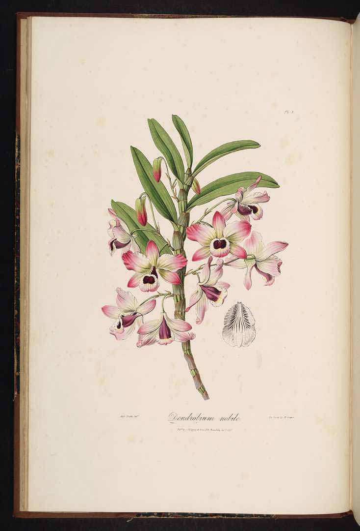 no HD illustration available (3)