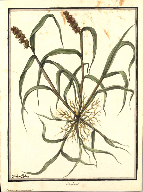 no HD illustration available (3)