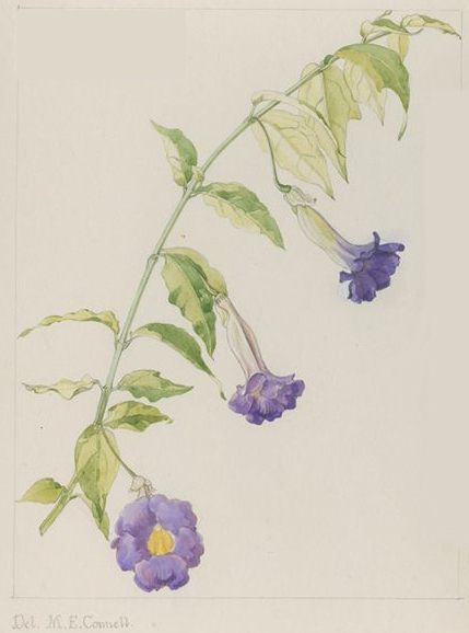 no HD illustration available (3)