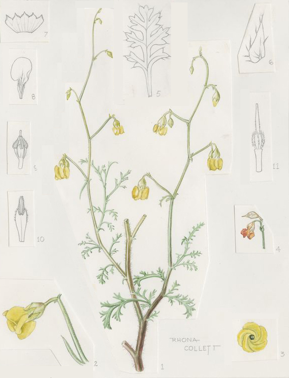 no HD illustration available (3)