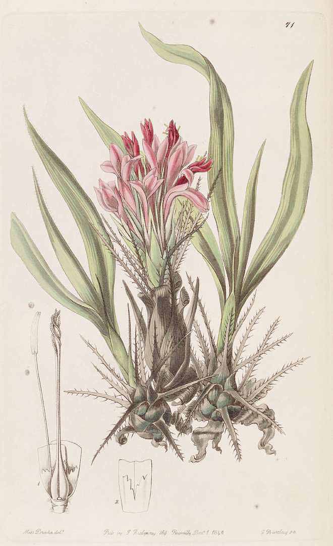 no HD illustration available (3)