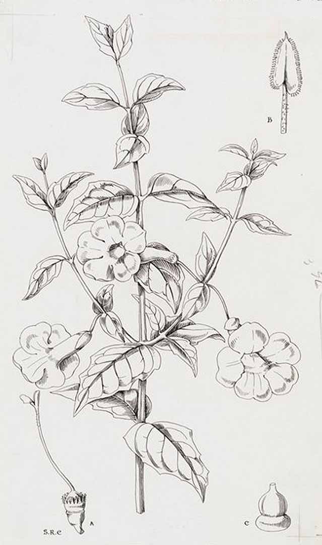 no HD illustration available (3)