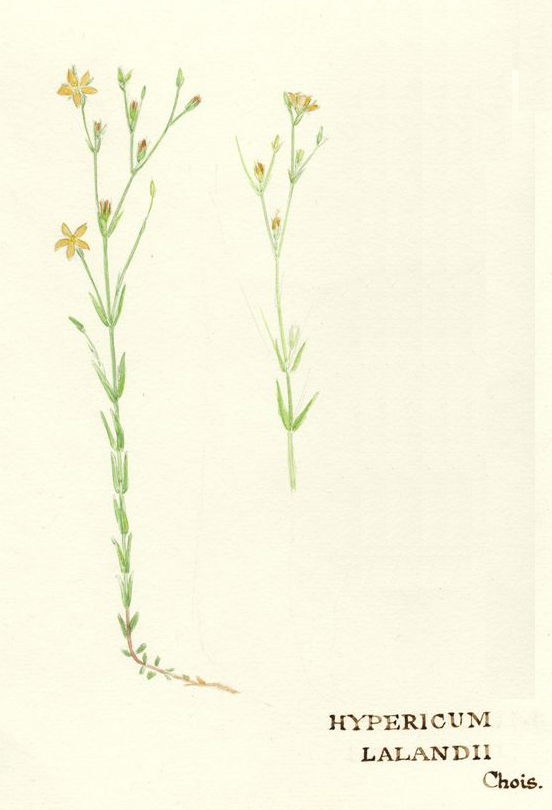 no HD illustration available