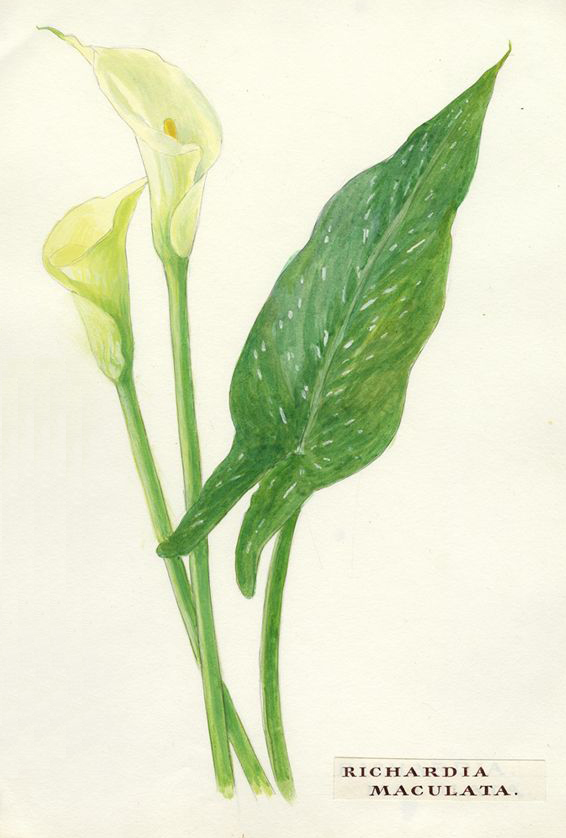 no HD illustration available