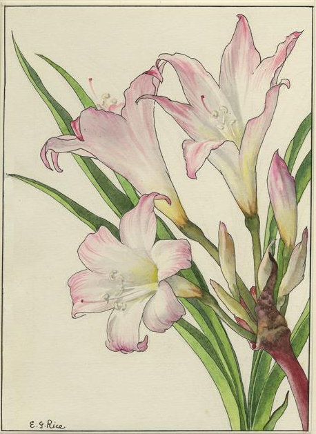 no HD illustration available