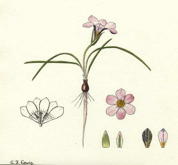 no HD illustration available