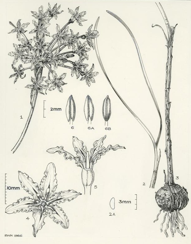 no HD illustration available