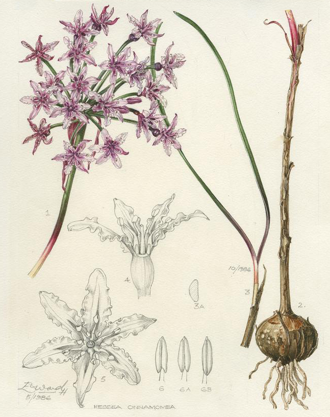 no HD illustration available