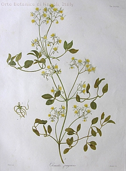 no HD illustration available (3)