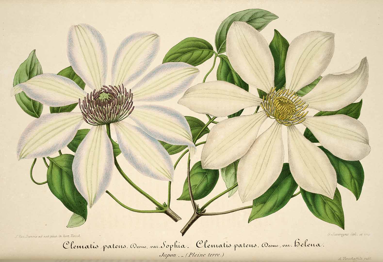 no HD illustration available (3)