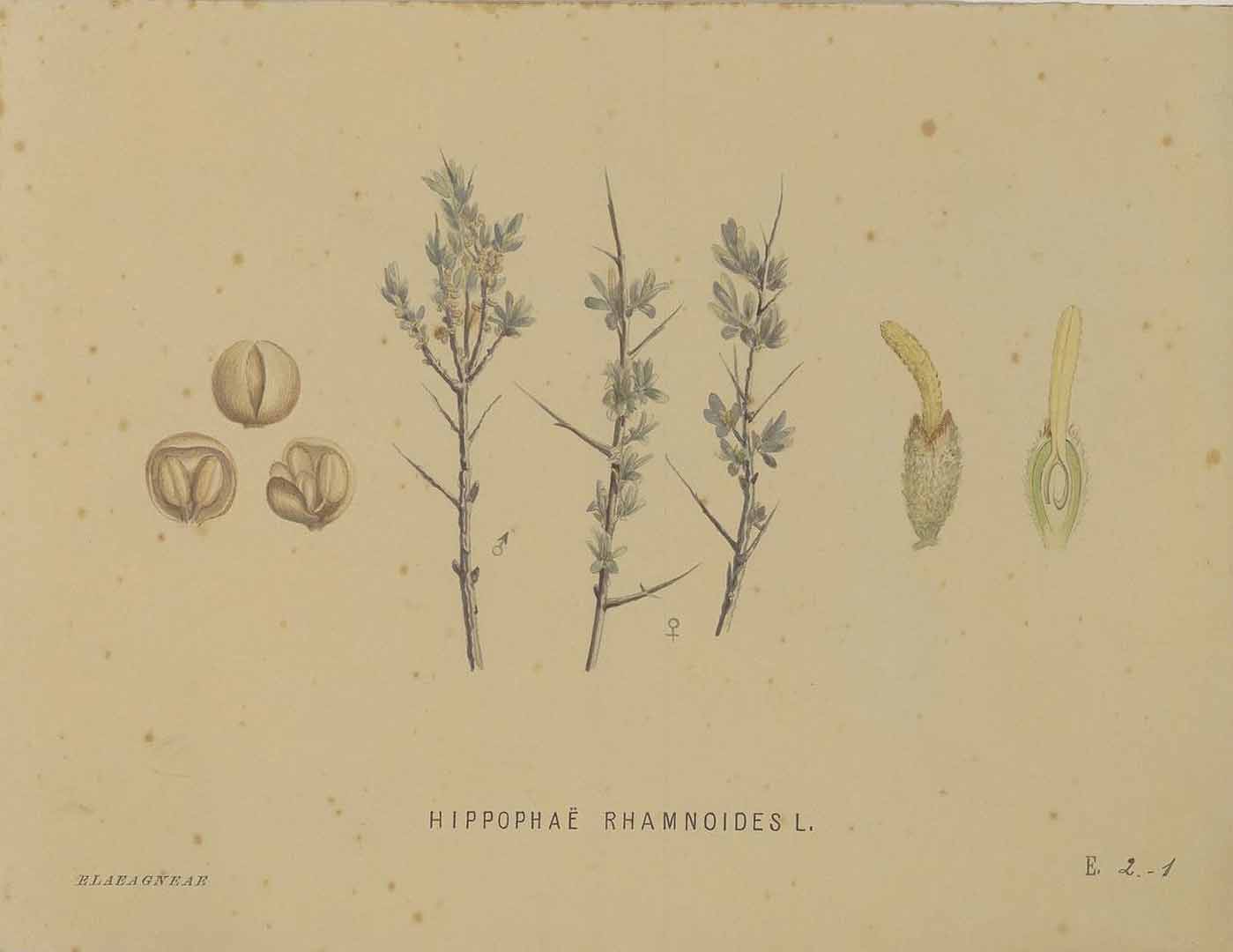 no HD illustration available (3)