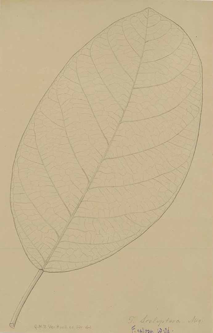 no HD illustration available (3)