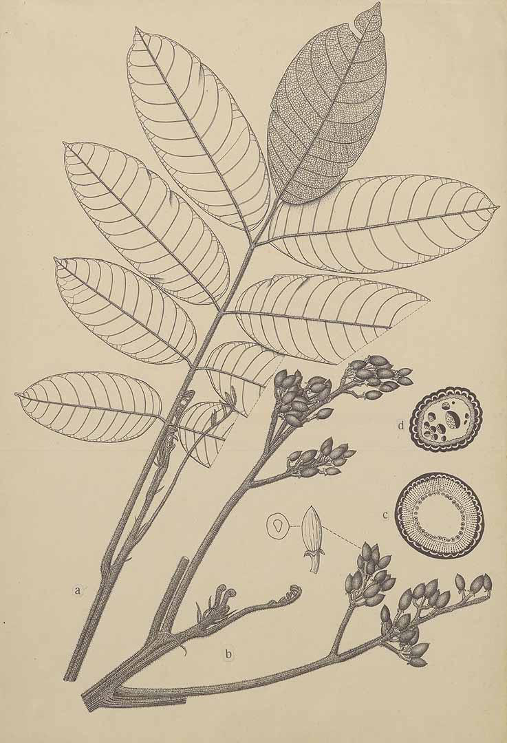 no HD illustration available (3)