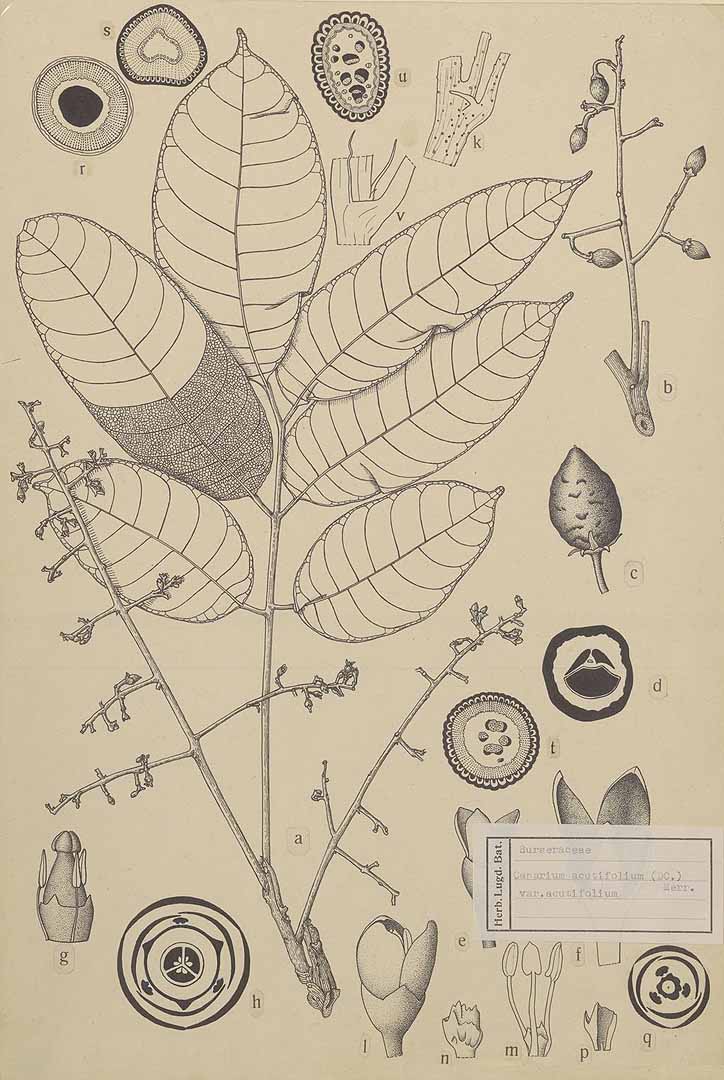 no HD illustration available (3)