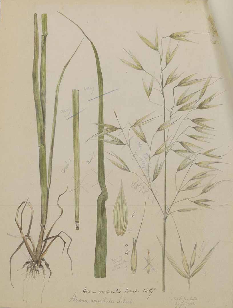 no HD illustration available (3)