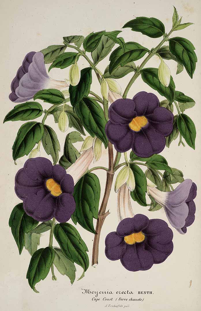 no HD illustration available (3)