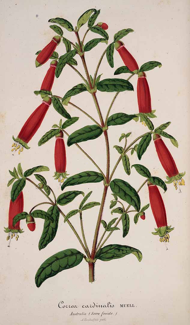 no HD illustration available (3)