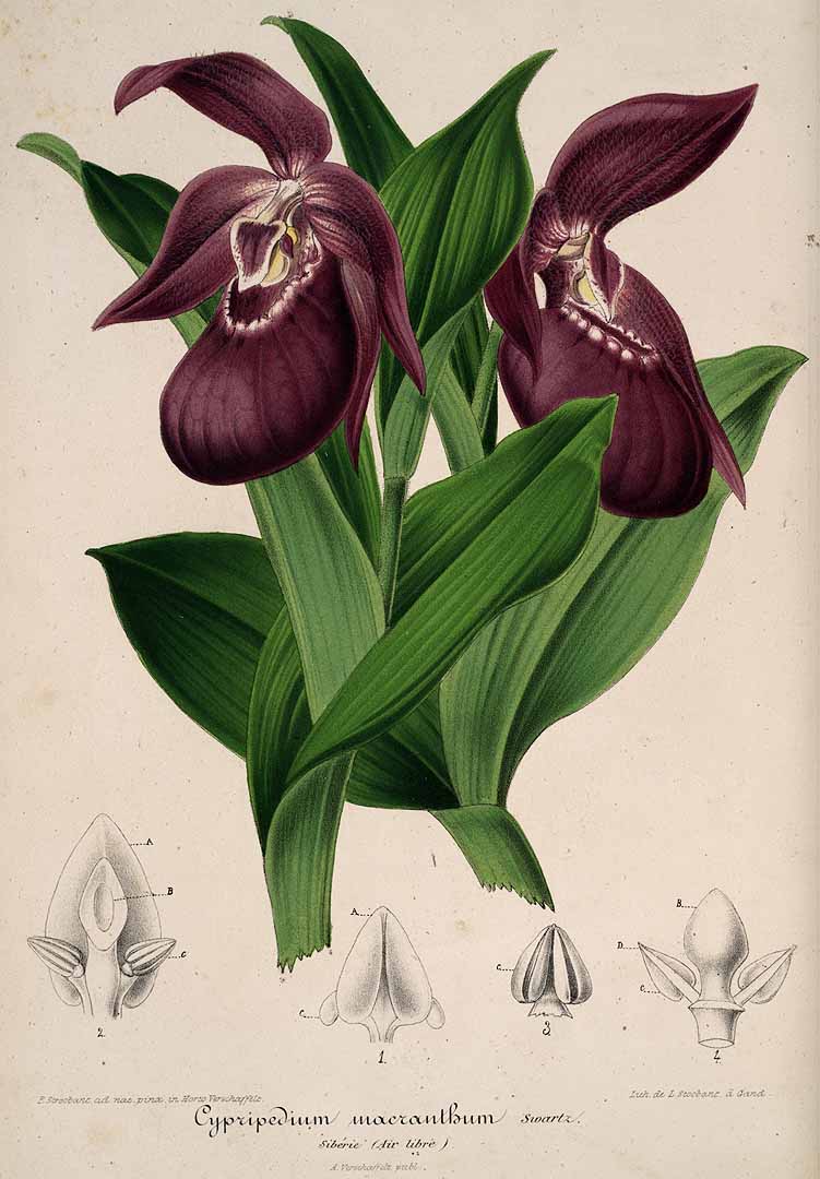 no HD illustration available (3)