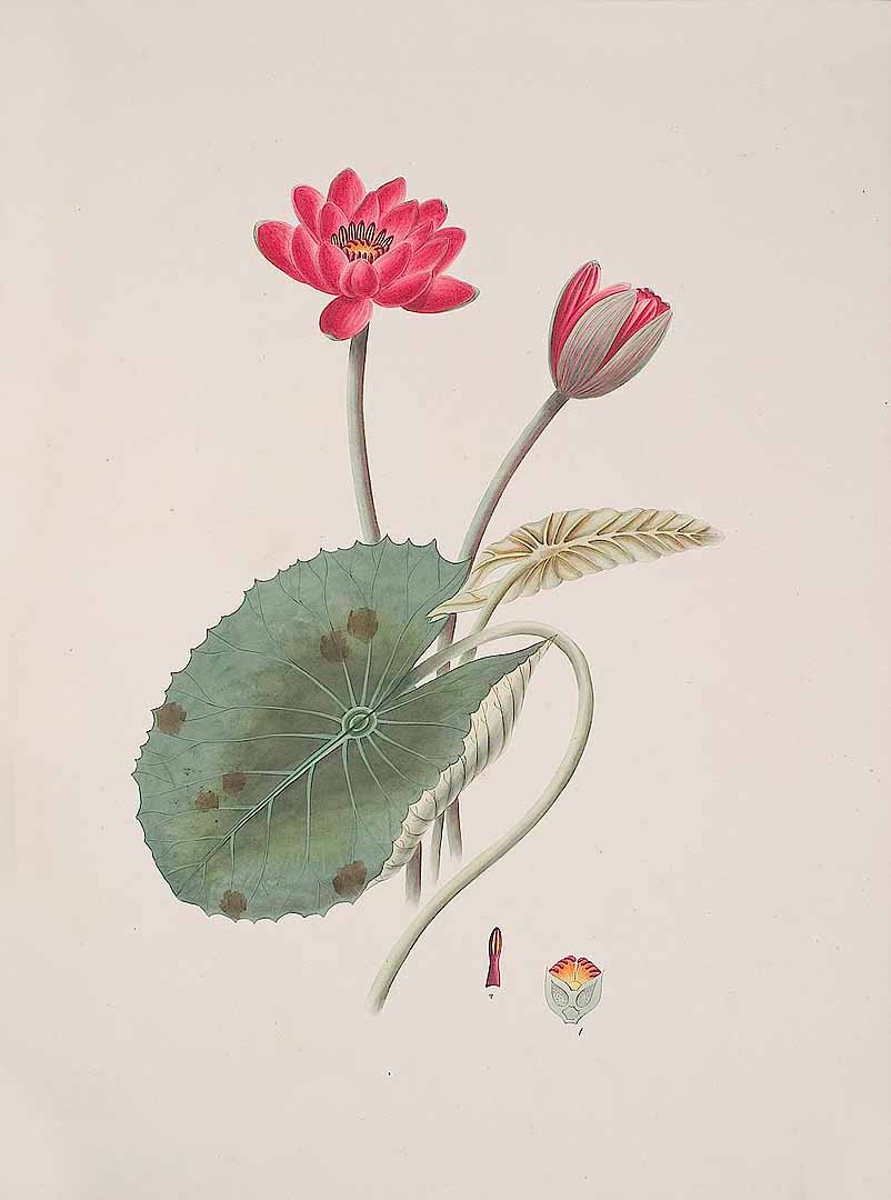 no HD illustration available (3)