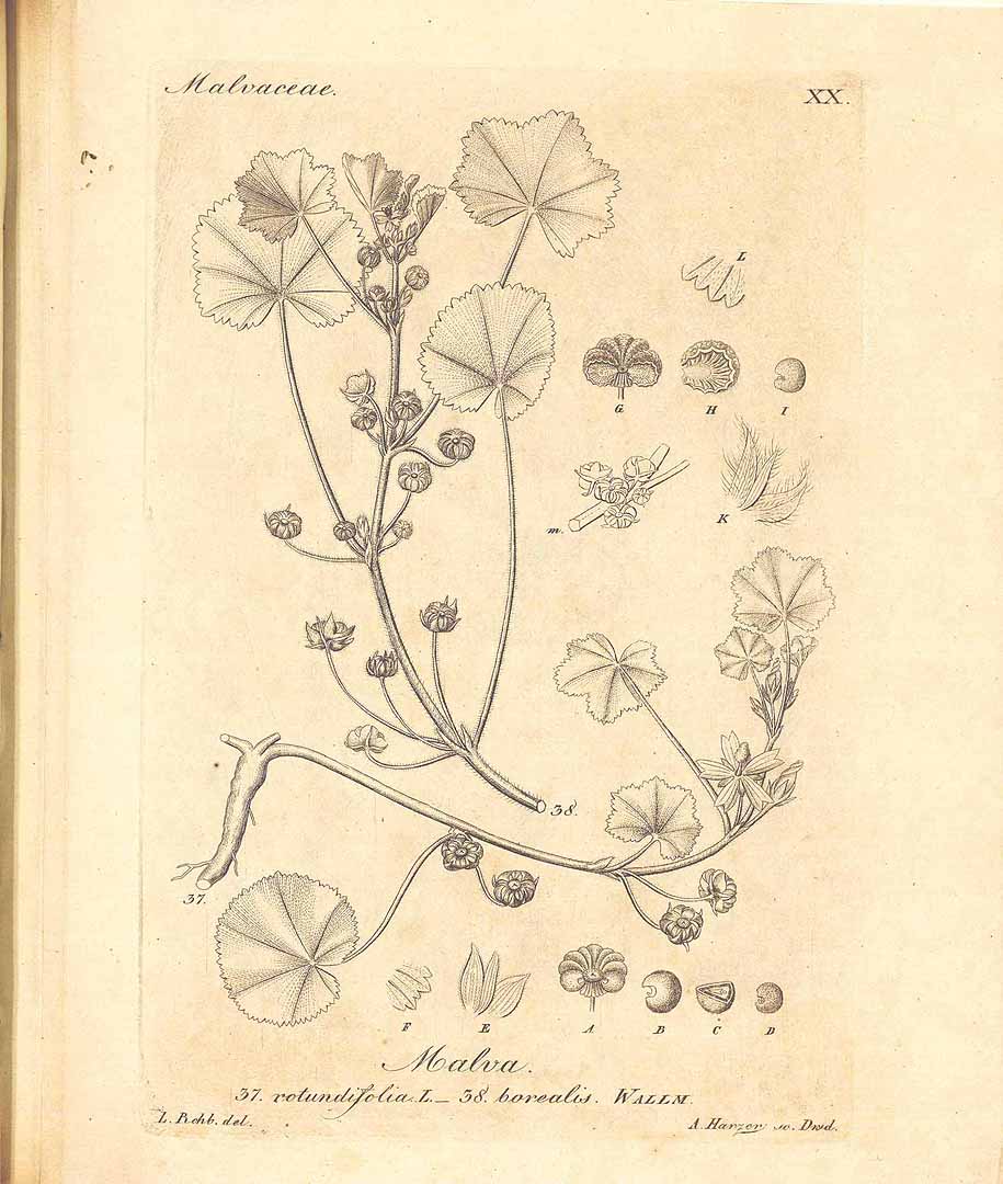 no HD illustration available (3)