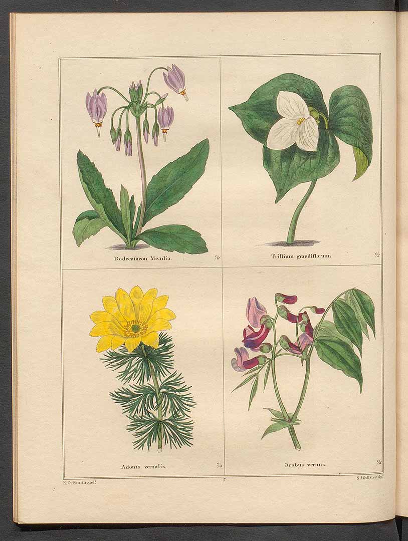 no HD illustration available (3)