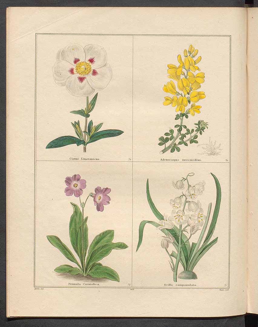 no HD illustration available (3)