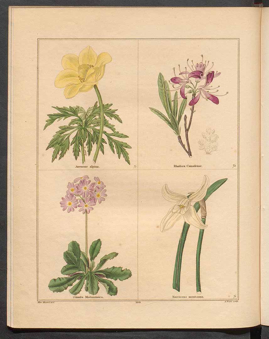 no HD illustration available (3)