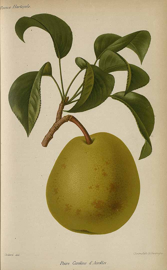 no HD illustration available (3)