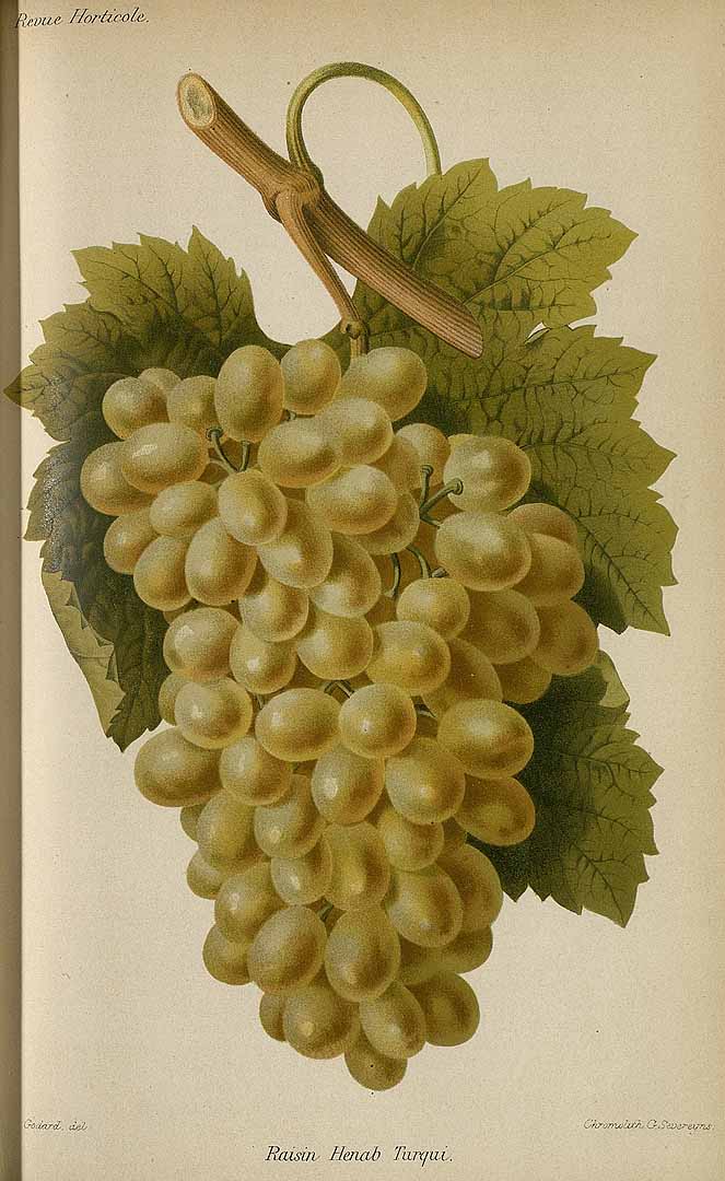 no HD illustration available (3)