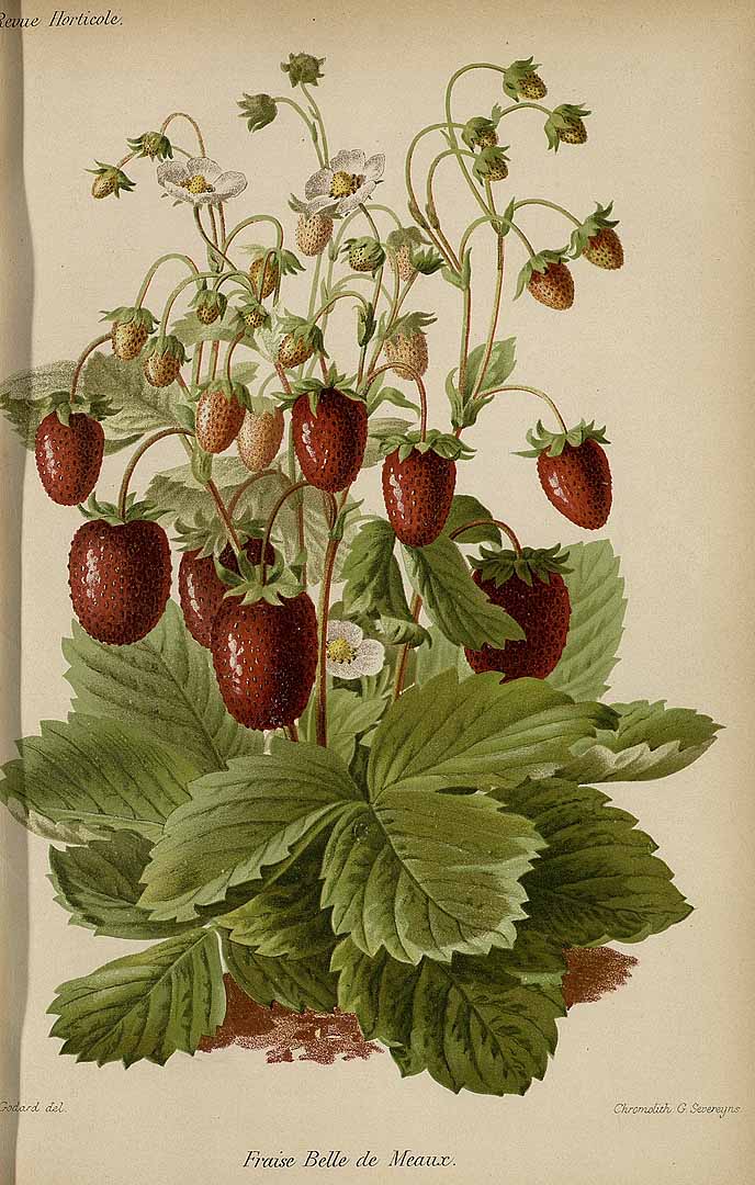 no HD illustration available (3)