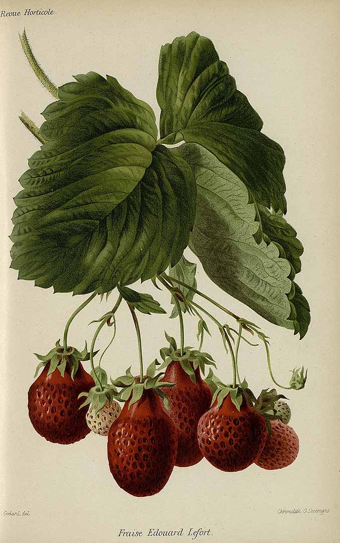 no HD illustration available (3)